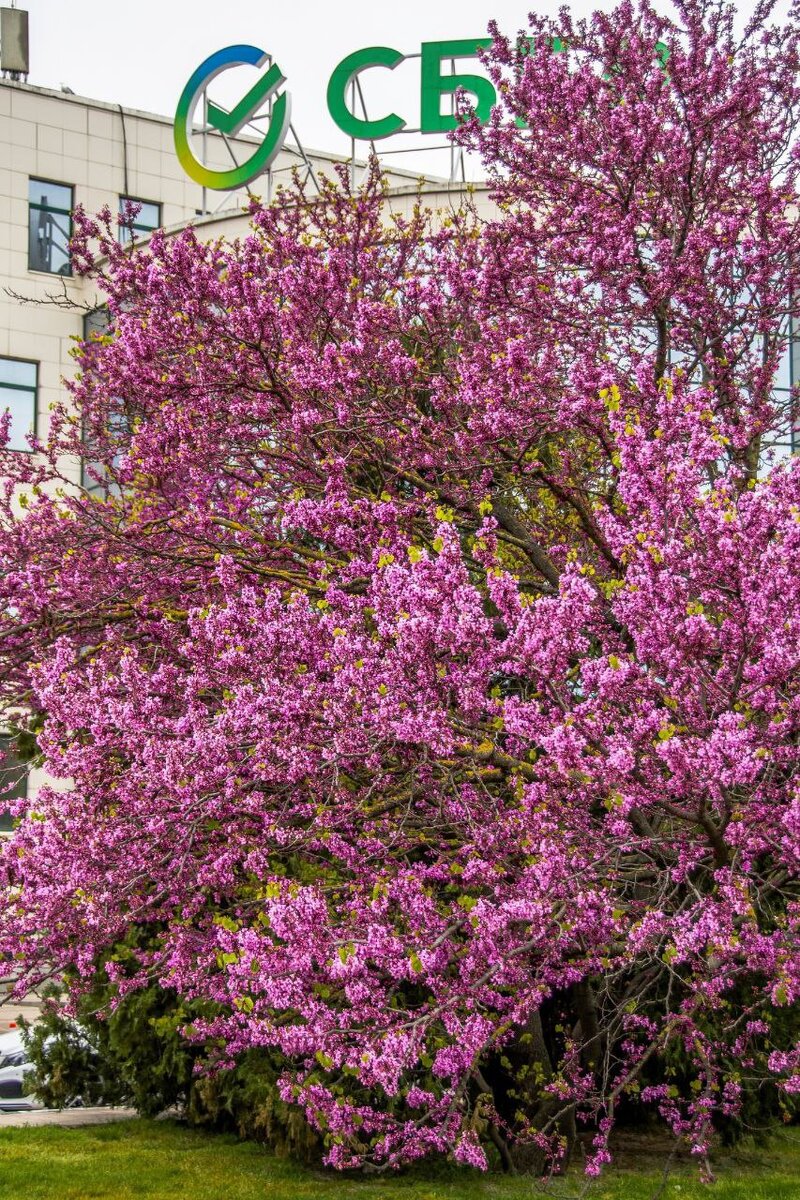 Знаменитое иудино дерево в Горсаду не выдержало снегопада (фото)