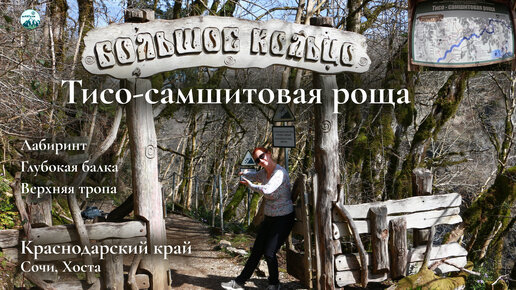 Тисо-самшитовая роща. Кавказский заповедник, Сочи, Хоста. Лабиринт и верхняя тропа Большого кольца