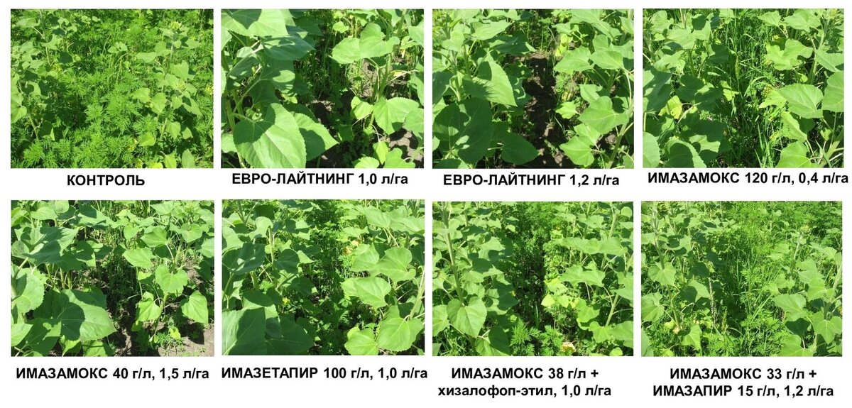 Рис. 1. ЕВРО-ЛАЙТНИНГ в обеих нормах показывает более высокую биологическую эффективность по сравнению с ими-дженериками АгроЦентр BASF Краснодар