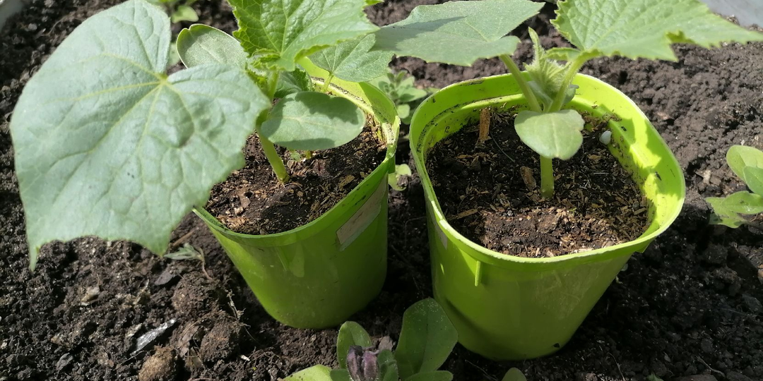 Когда сажать огурцы на рассаду и как (мои вынужденные способы)