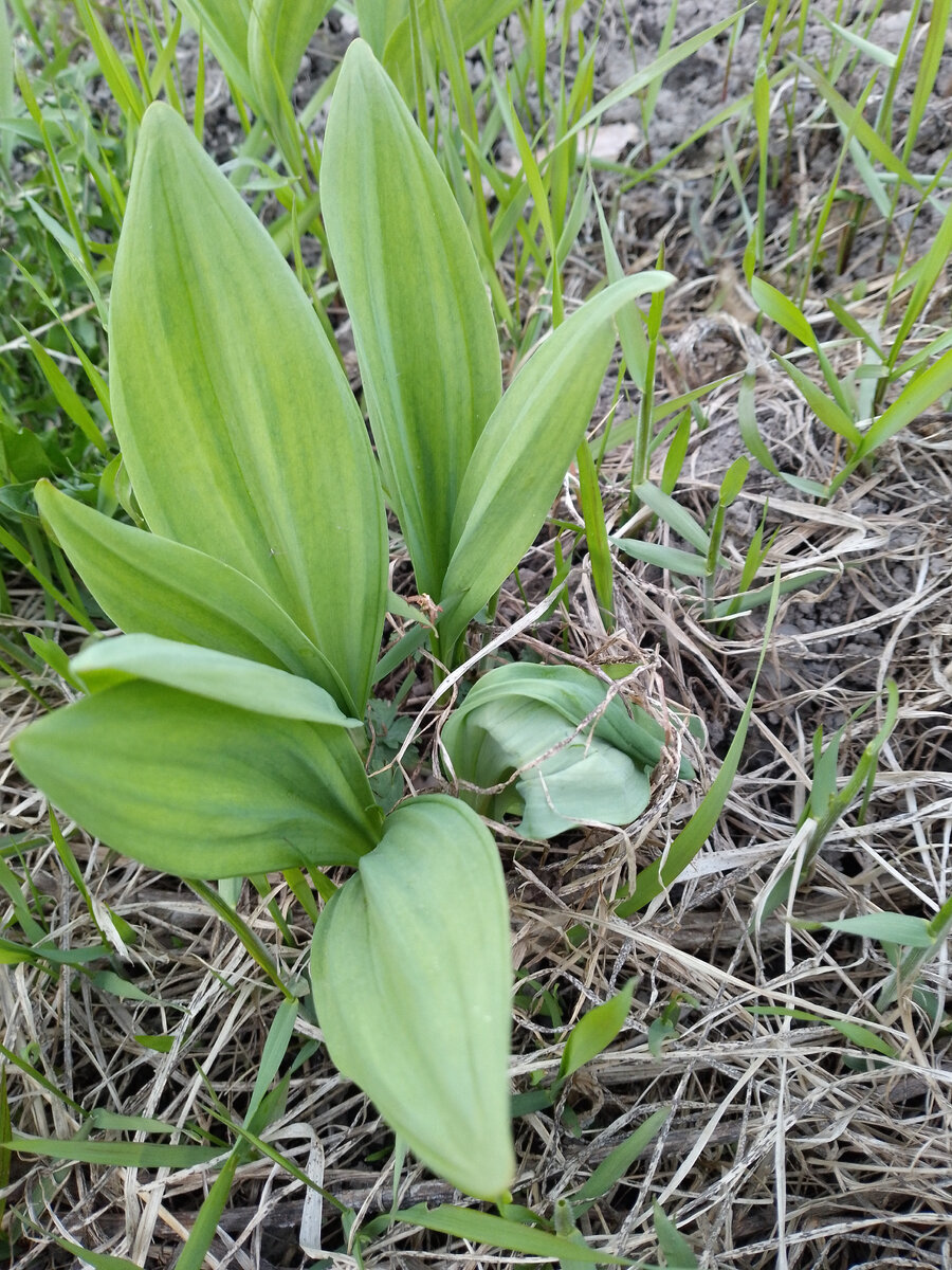 Черемша - дары леса                                  