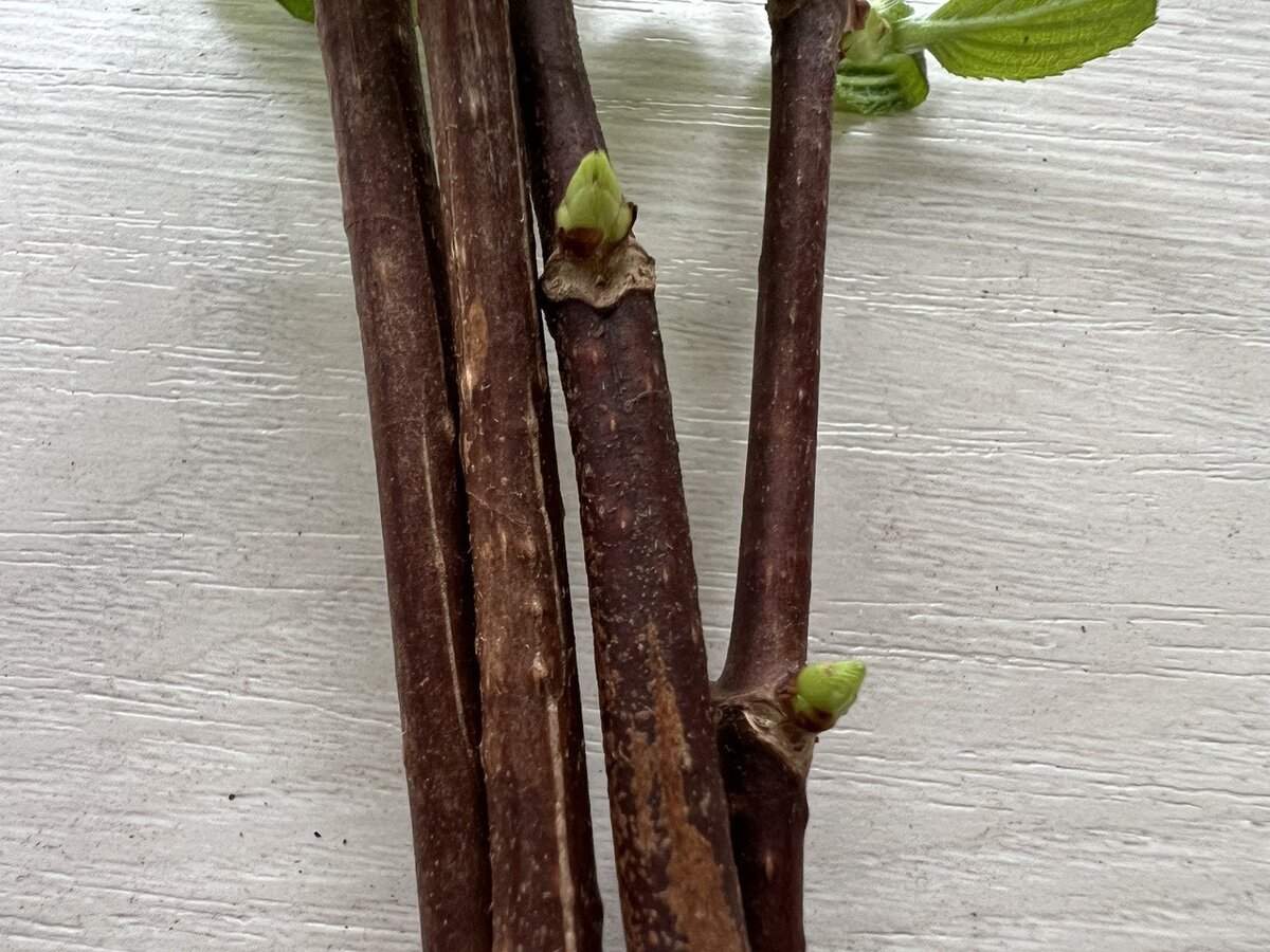 Почки метельчатой гортензии