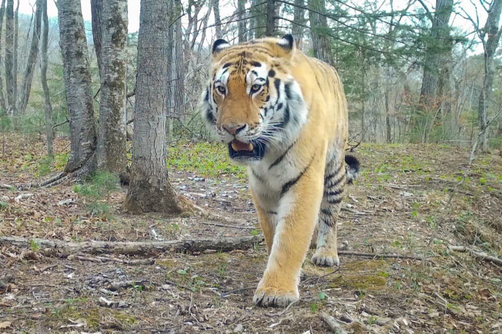 Фото: Юрий Смитюк/ТАСС