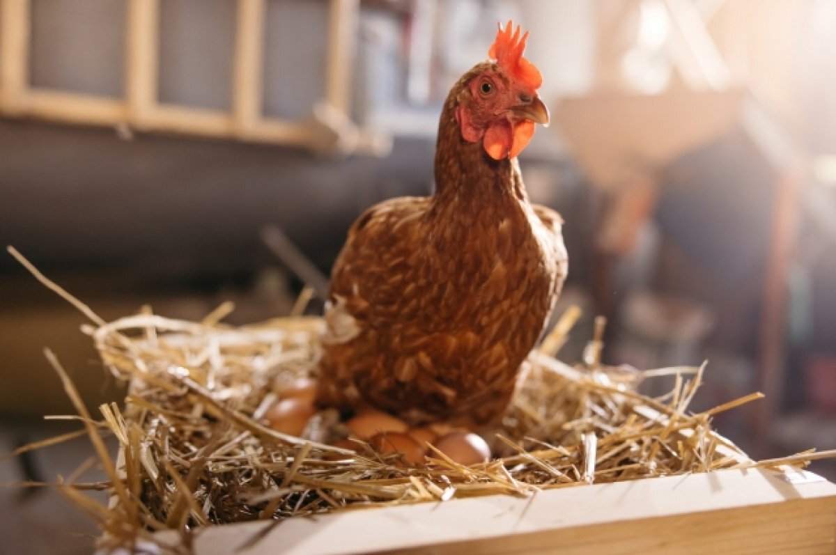    Прививки домашней сельхозптице поставят бесплатно