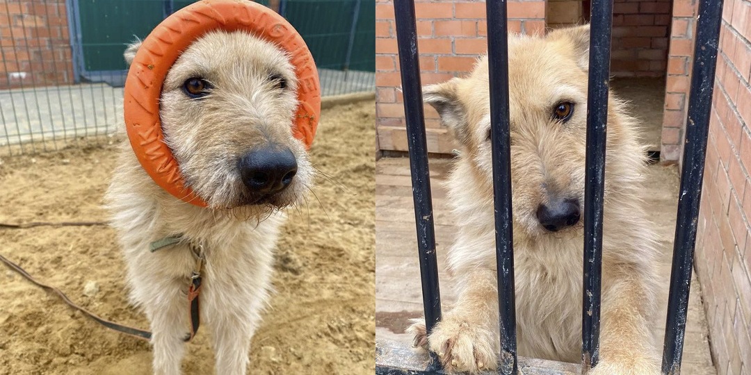 В Москве домашняя собака попала в приют и перестала улыбаться