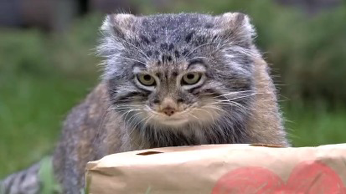    Фото: Telegram / Московский зоопарк