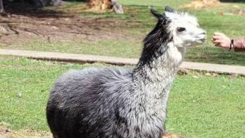      Фото: ИА «Победа26»