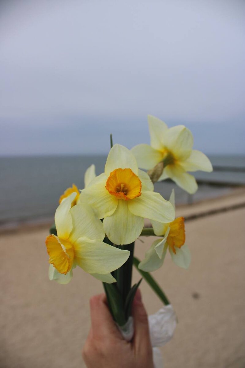 Нарциссы ко дню рождения