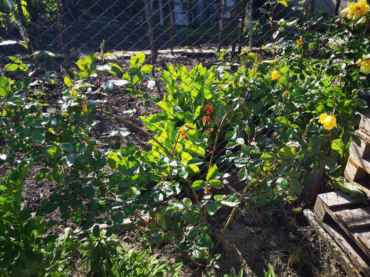 Роза "Peach Melba" серии Klettermaxe-Kordes в апреле