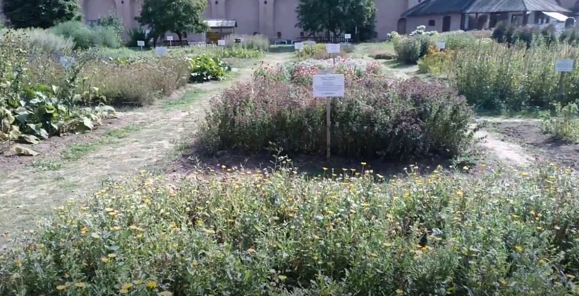 Аптекарский огород в Спасо-Ефимиевом монастыре