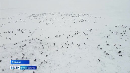 Более 300 коренных жителей таймырской тундры в минувшие выходные состязались в традиционных дисциплинах