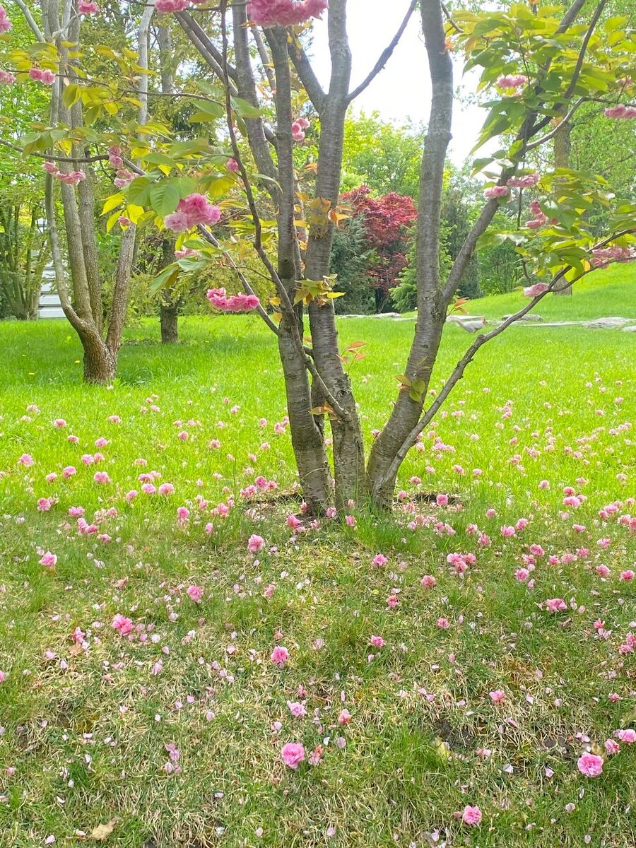 Цветение сакуры в Японском саду Краснодара. Апрель 2024. Фото автора.©️