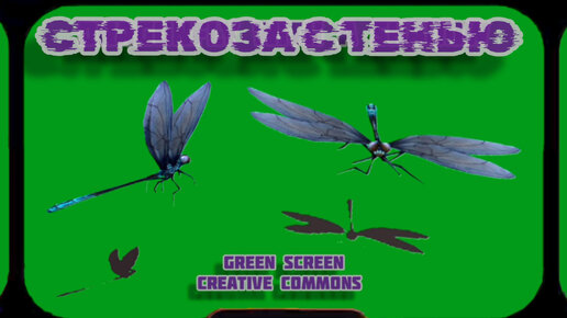 СТРЕКОЗА С ТЕНЬЮ видео Green Screen футаж. ХРОМАКЕЙ АНИМАЦИЯ на зелёном фоне.