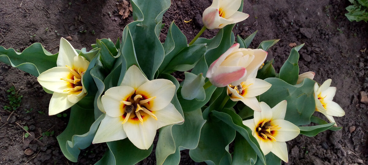 Эти распускаются самыми первыми 