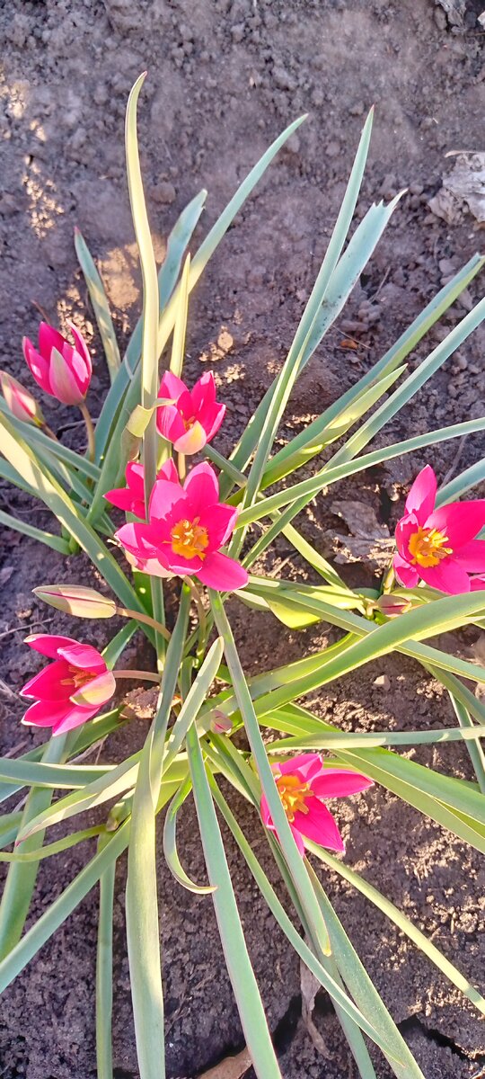 Тоже очень ранние 