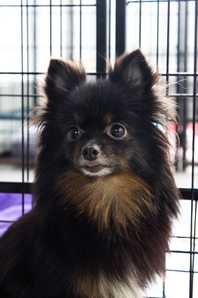 Сфера из приюта Домик мелкашей ищет дом