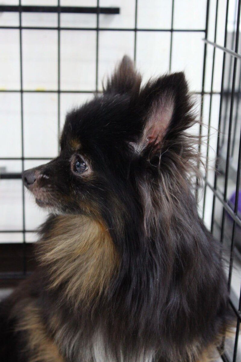 Сфера из приюта Домик мелкашей ищет дом