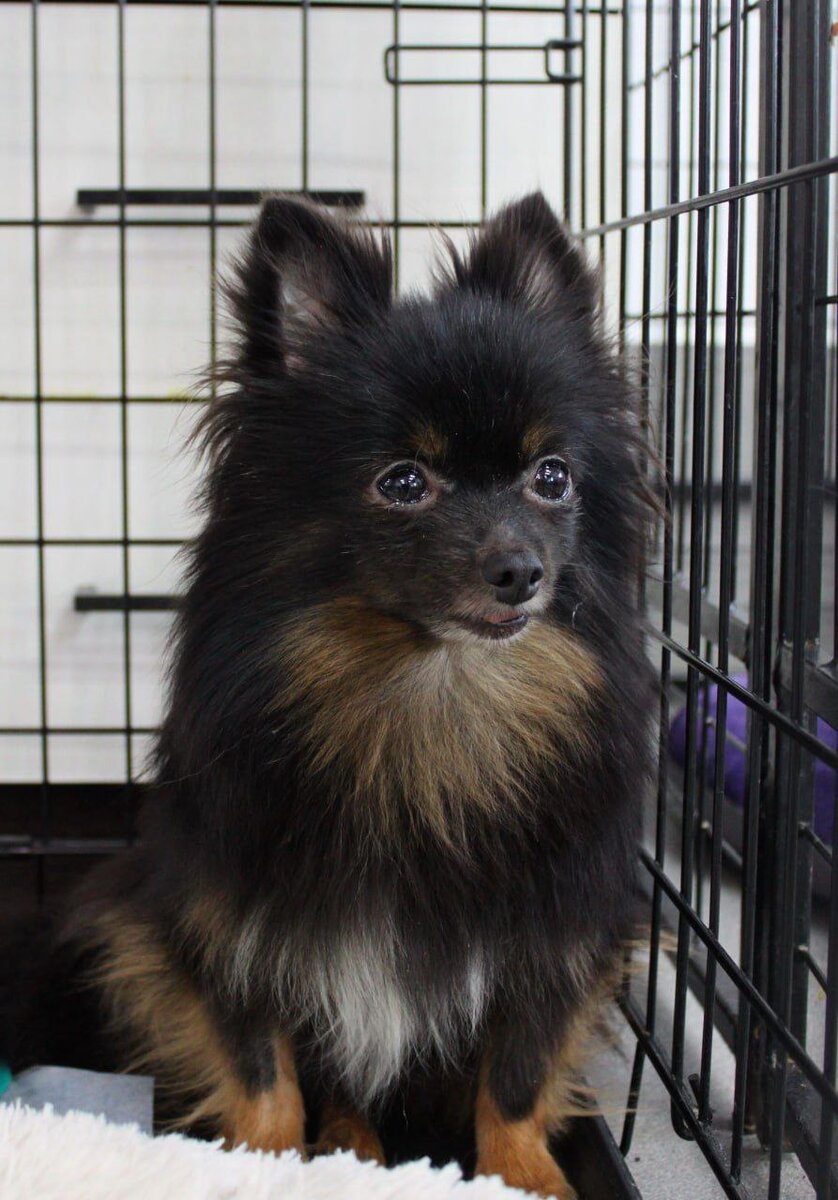 Сфера из приюта Домик мелкашей ищет дом