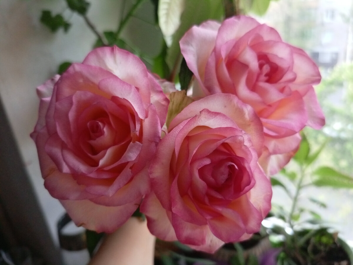 Люблю цветы...