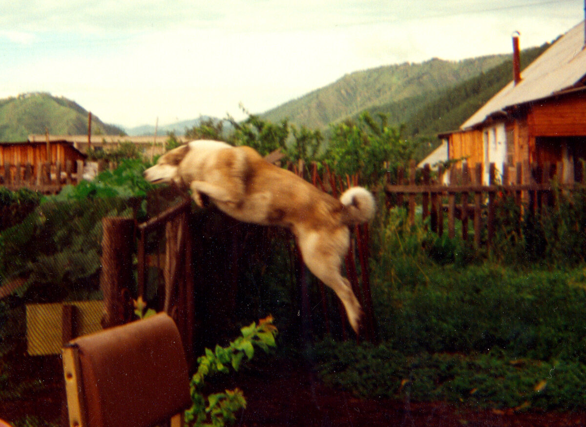 Примерно 120-130 см высота. Как-то лениво Аскат удовлетворял мою просьбу и летал над изгородью. Фото автора.