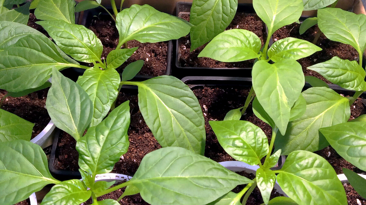 Многие дачники выращивают на своих участках болгарский перец. 