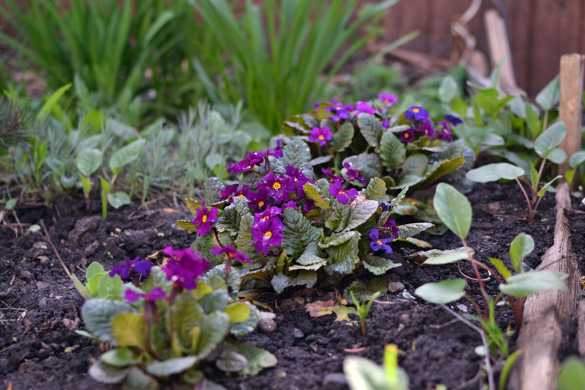 Примулы в городе. Все фото мои