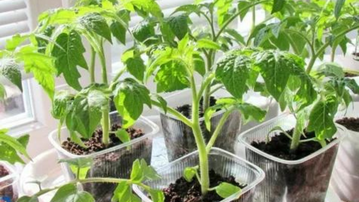 Расставить стаканы на расстоянии друг от друга