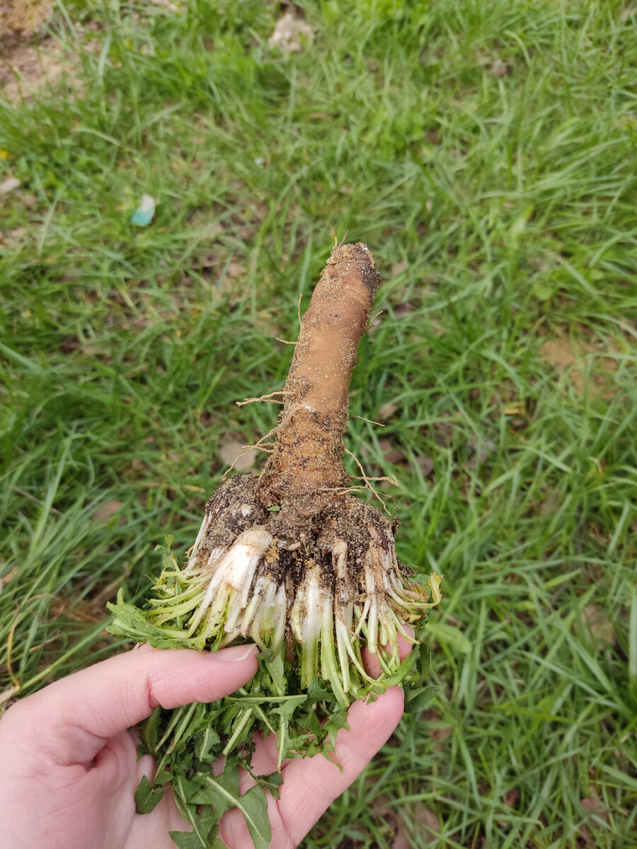 Вот он, тот самый одуван. Похож? 😁