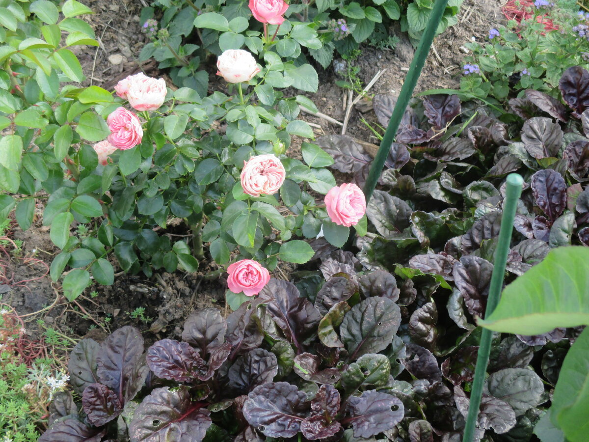 фото Надежды