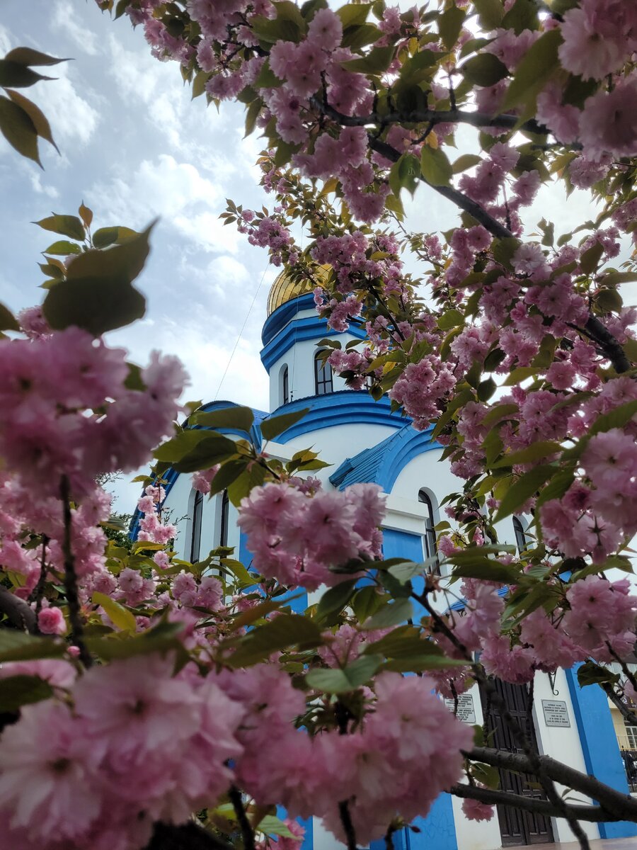 Фото автора.Сакура.Храм.🙏🌸