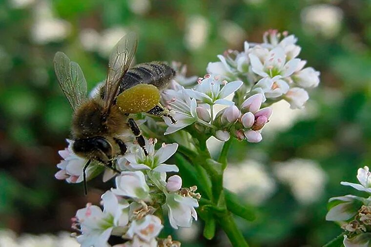 Гречишный мед наполнен силой земли и солнца 