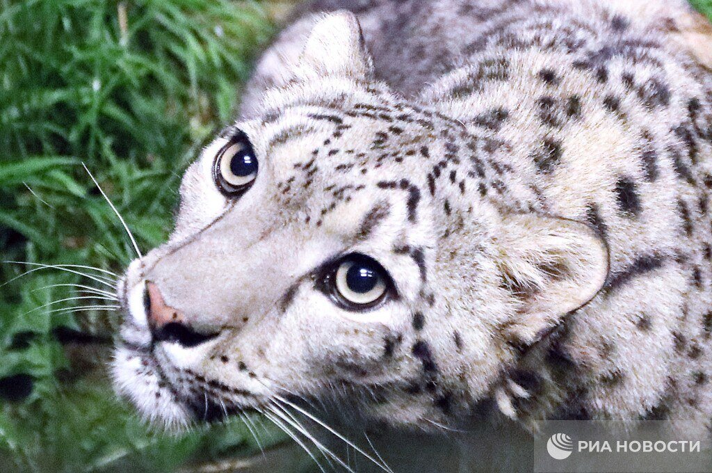    РИА Новости