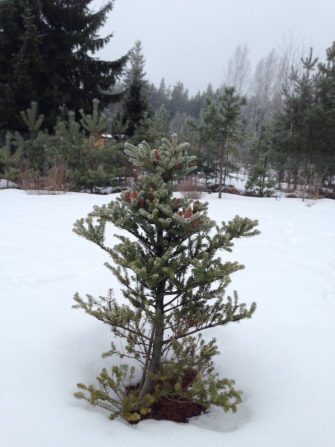 2016 Abies koreana Silver Show
