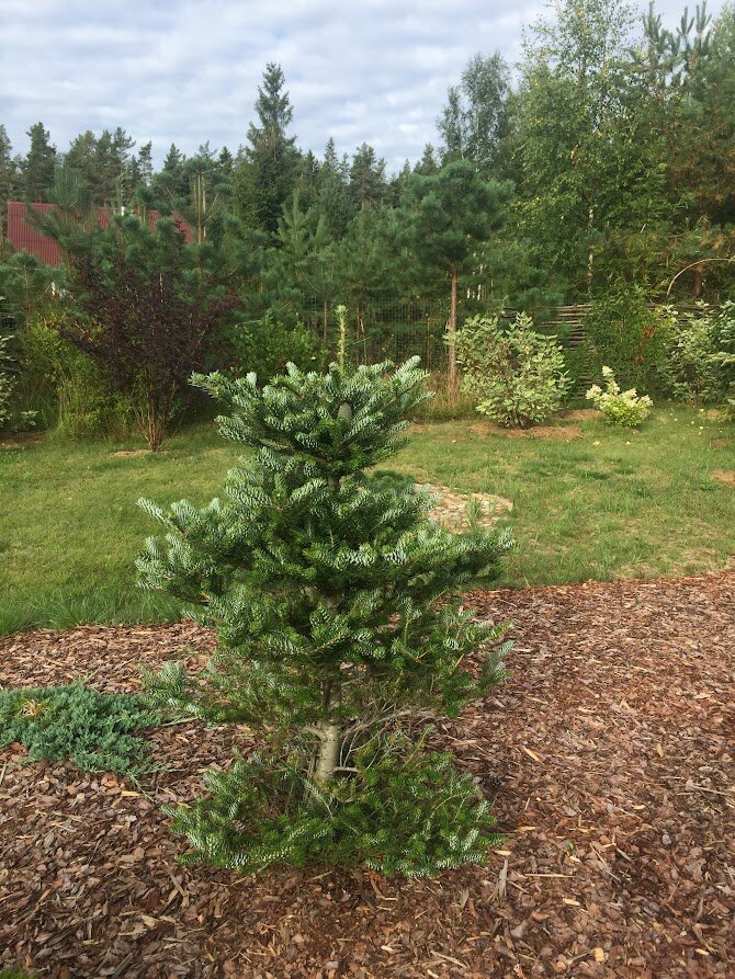 2018 Abies koreana Silver Show