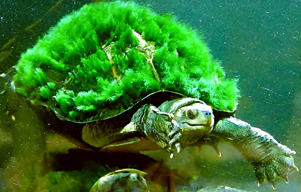 Источник фото: panda-zoo.com