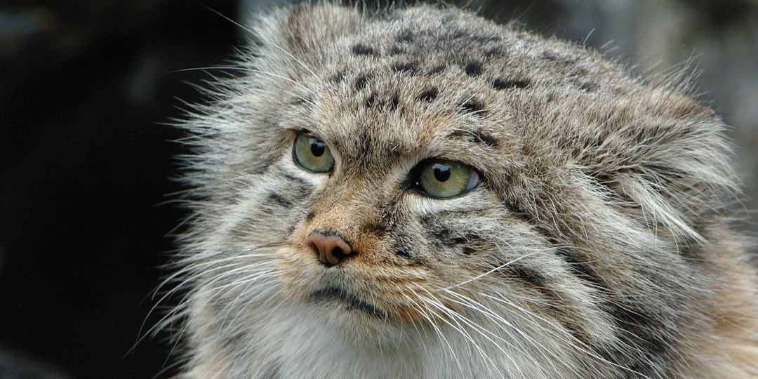 Почему все так любят манулов? 8 причин