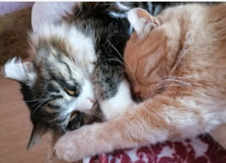 С другом Персиком.