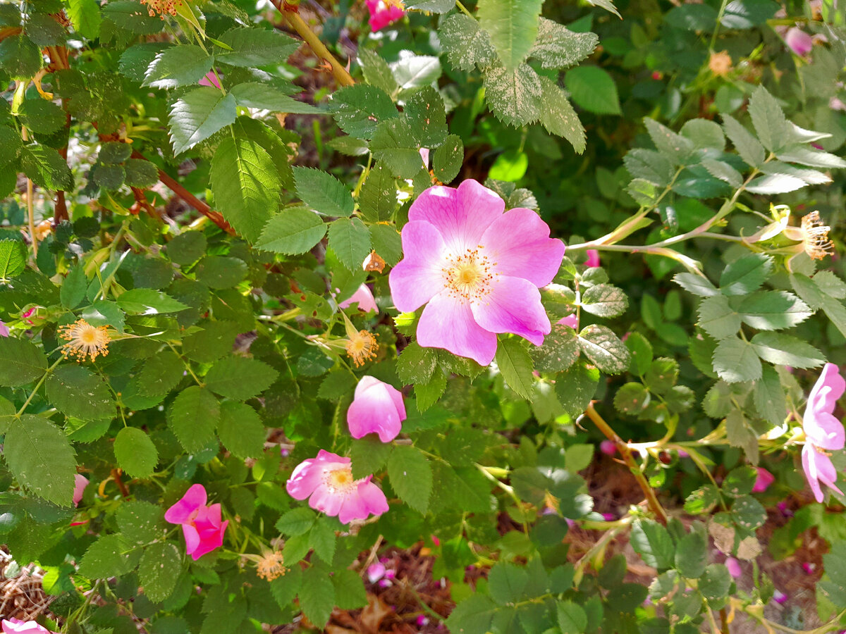Шиповник. Фото автора.