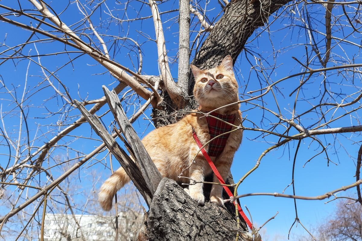 Это Риса. Благодаря своей хозяйке, она много гуляет. Источник: из личного архива Татьяны Акуловой📷
