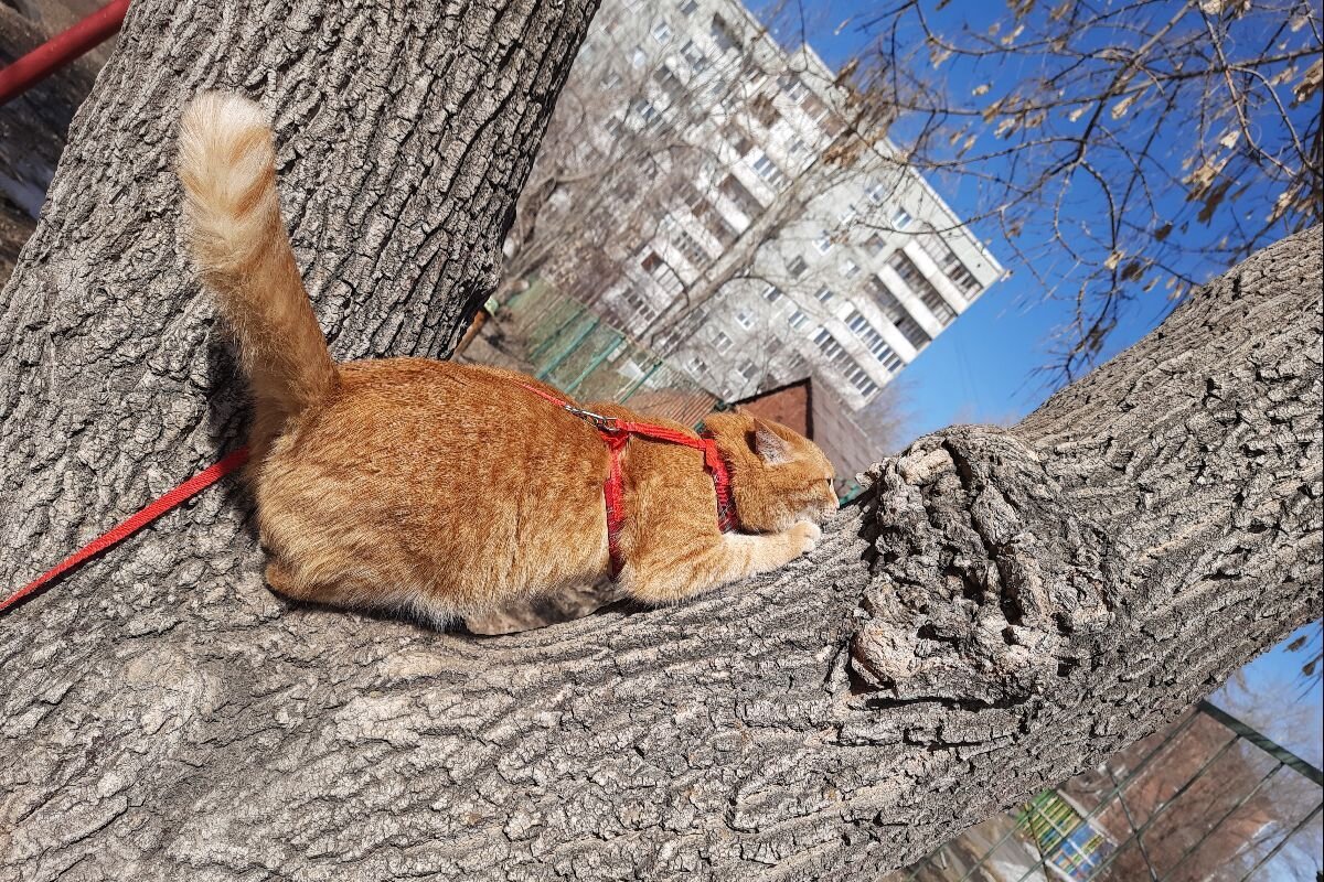 Если дать кошке возможность точить когти о деревья, это позволит животному задействовать дополнительные мышцы, которые бездействуют дома. Источник: из личного архива Татьяны Акуловой📷
