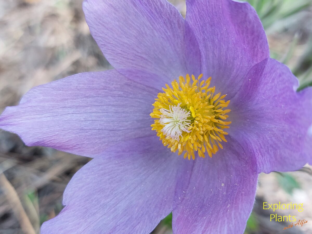 Сон-трава, прострел раскрытый (Pulsatilla patens (L.) Mill.),
