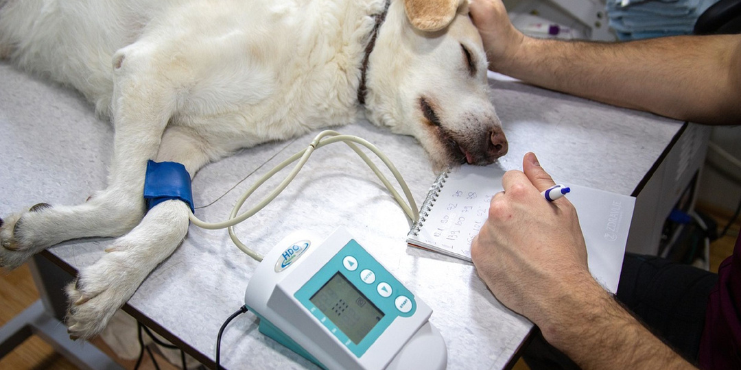 Рак у животных. Причины.