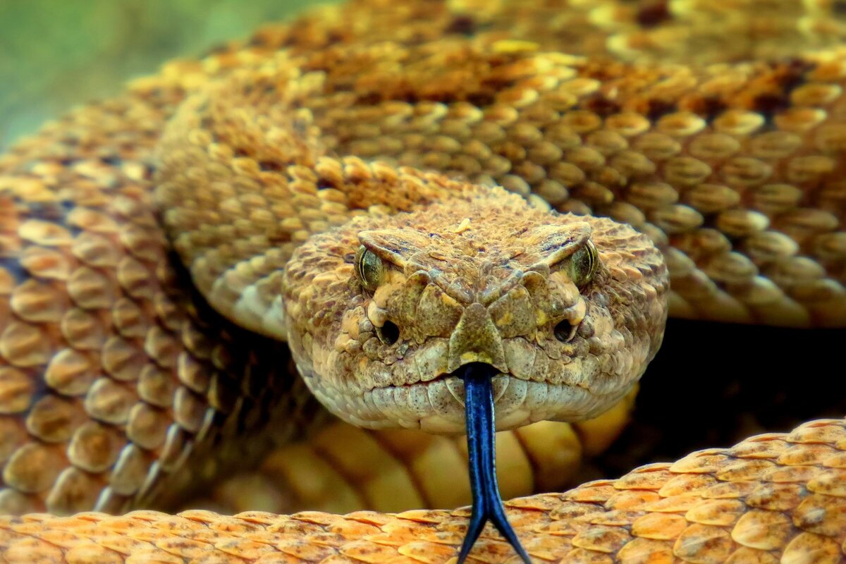     Что делать при укусе змеи: не нужно накладывать жгут и отсасывать яд из раны