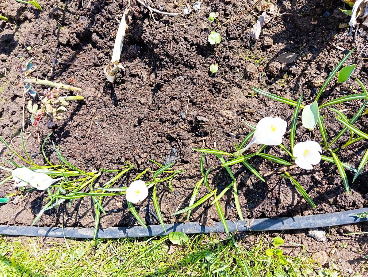 Остатки цветения крокусов