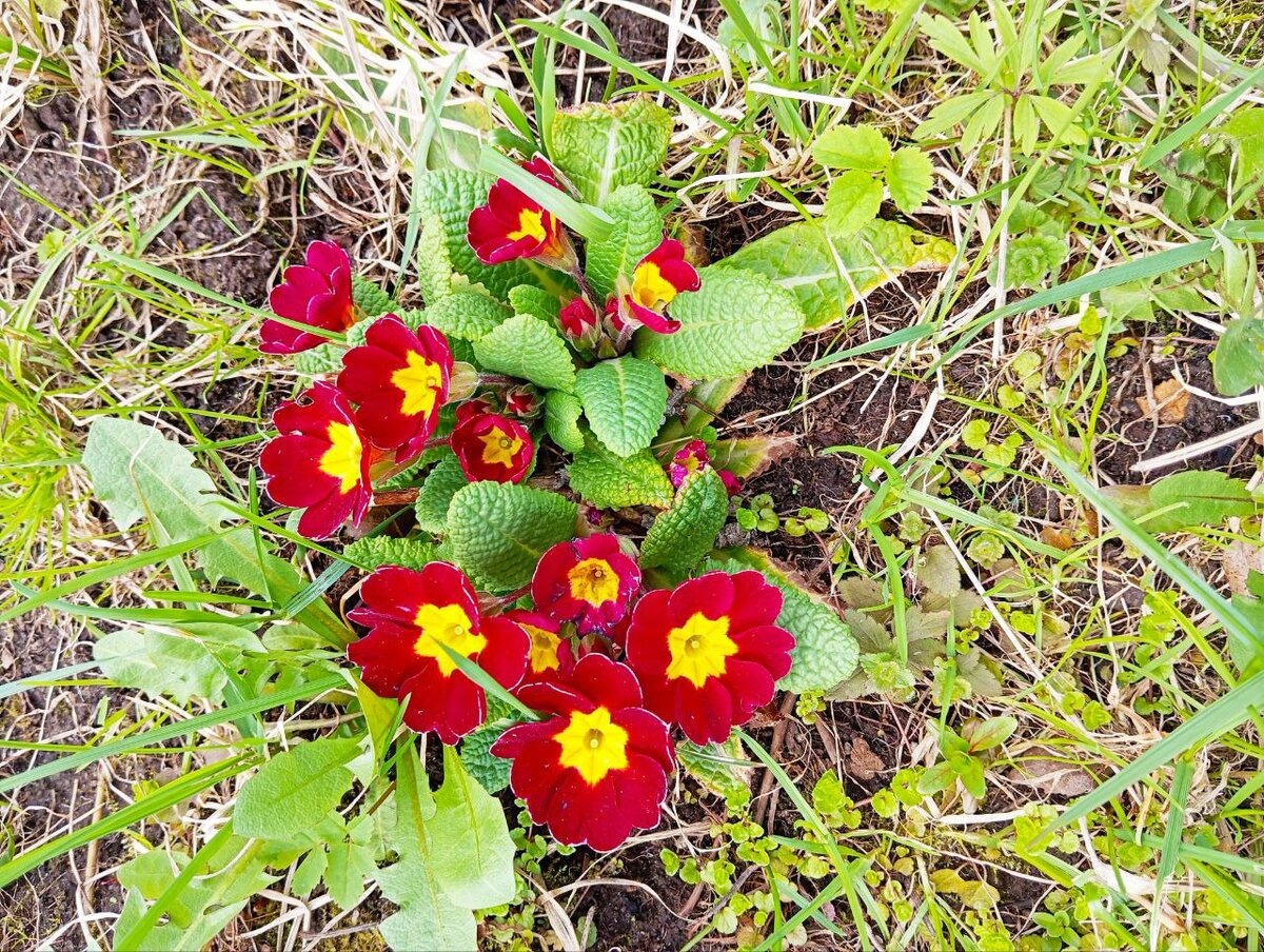 До сорняков в этой клумбе пока руки не дошли, извините.