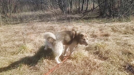 В полку Елены прибыло. Ещё один аксакал . Первый выход Серого на прогулку