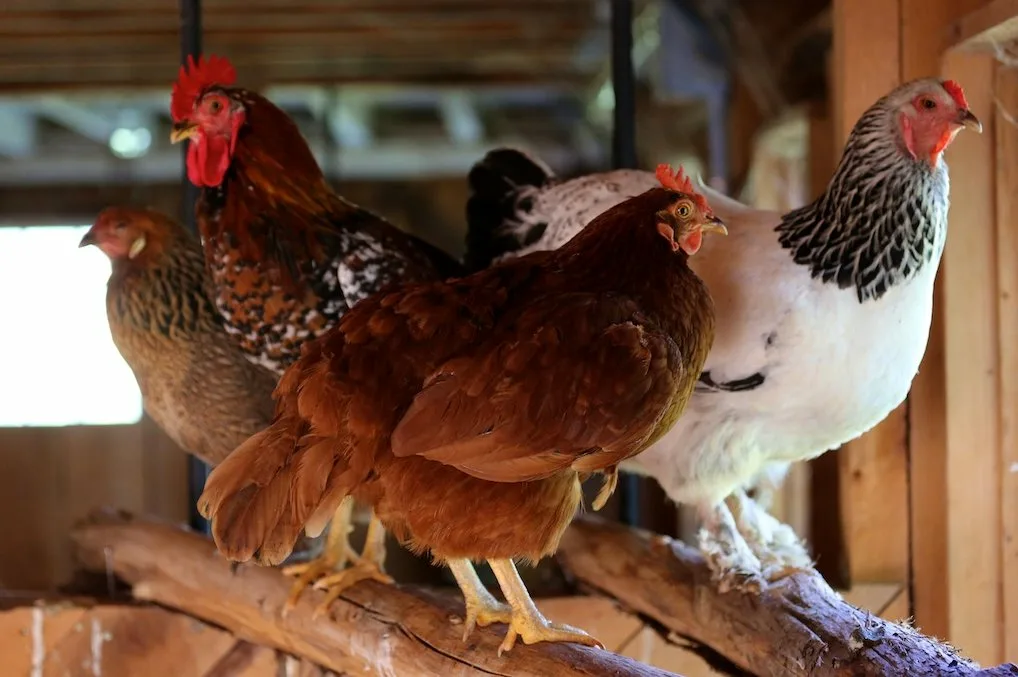 Фото: kemcollie.ru