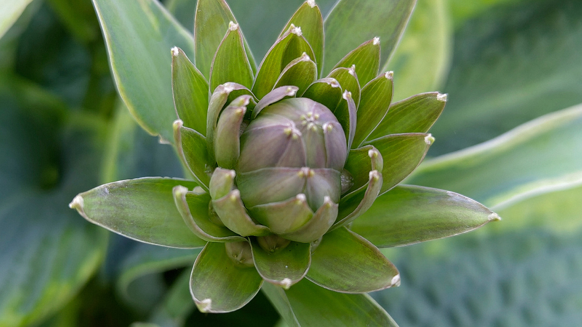 Бутон функии, напоминающий артишок. Фото автора