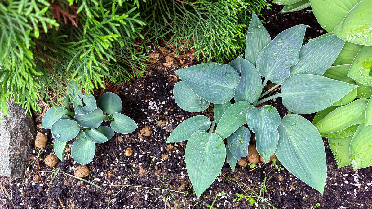 Голубые мышиные ушки. Фото автора