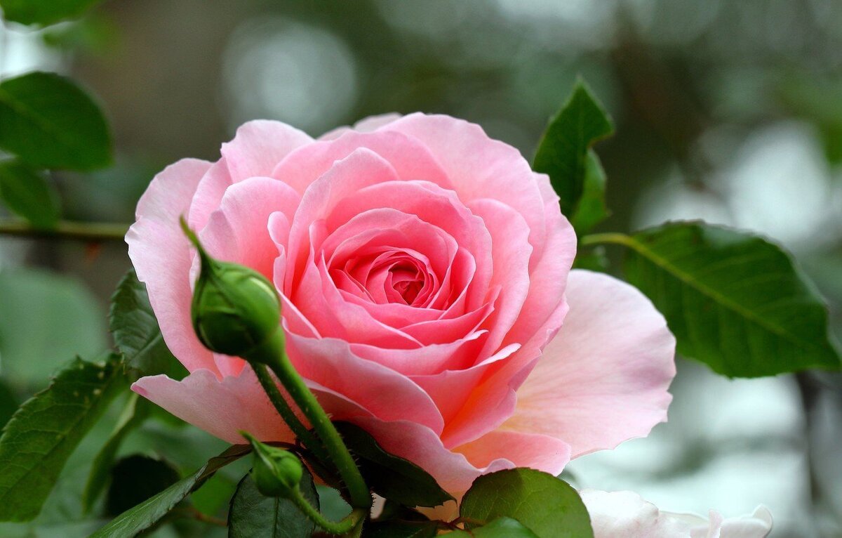 Изображение из открытых источников